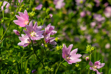 Obraz premium Pink wildflowers on a blurry background on a sunny June day in the countryside.