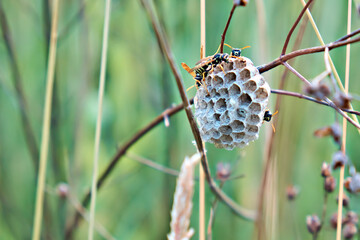 Wasp's nest. A wasp's nest with wasps sitting on it. Close-up of a nest of a family of wild wasps. Selective focus