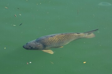Fototapeta premium carpa