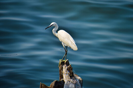 Egret with tranquil sea backdrop, a serene moment in nature!