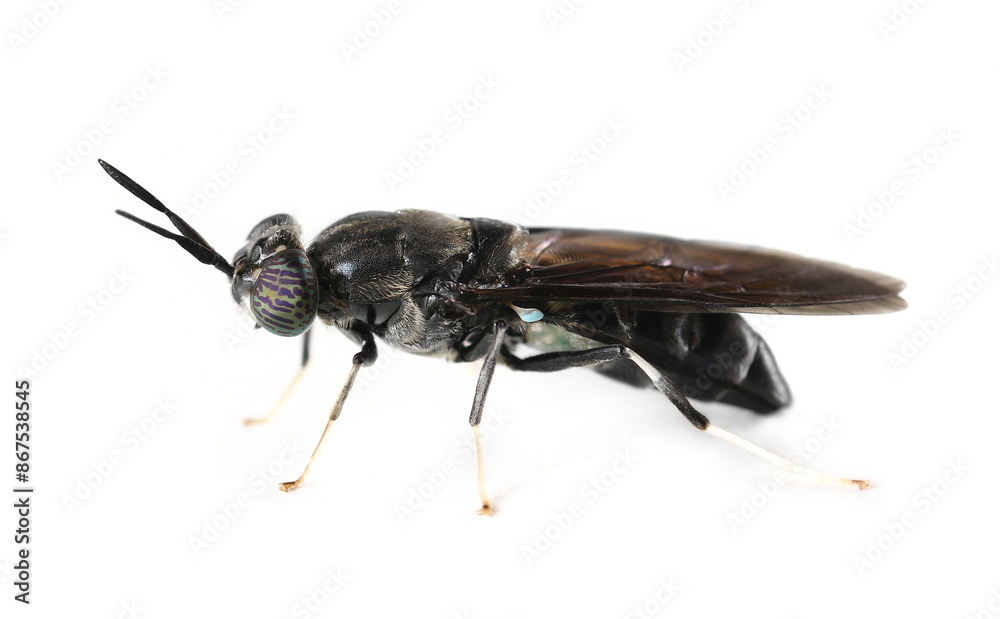 Wall mural insect black soldier fly, hermetia illucens, isolated on white, side view