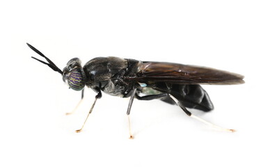 Insect black soldier fly, Hermetia illucens, isolated on white, side view