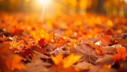 Autumn Sunlight: Vibrant Leaves in a Field of Fall Colors