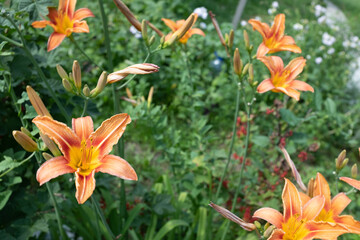 Orange lily flowers growing in the garden, close up. Blooming tiger lilies for publication, design, poster, calendar, post, screensaver, wallpaper, postcard, cover, website. High quality photo