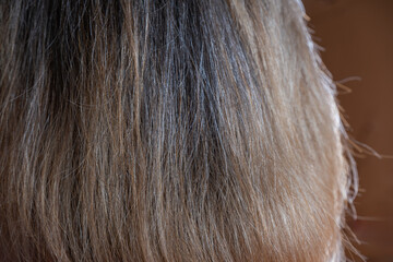Naklejka premium close up of woman's hair on brown background, hair care concept