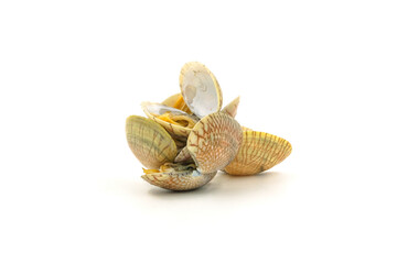 Clams on white background, natural seafood