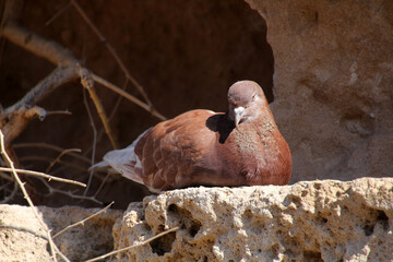 Pigeon photographed in the Kyrenia Venetian Fortress, Northern Cyprus
