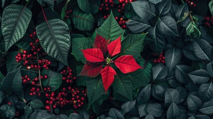 Red poinsettia plant surrounded by green foliage