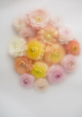 Vertical top view composition with yellow, pink and white ranunculus flowers on light background in soft blurred filter. Cosmetic products cover