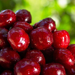 A bunch of red cherries are sitting on a green background. The cherries are wet and shiny, and they are arranged in a pile. Concept of freshness and abundance, as the cherries are ripe
