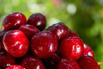 A bunch of red cherries are sitting on a green background. The cherries are wet and shiny, and they are arranged in a pile. Concept of freshness and abundance, as the cherries are ripe