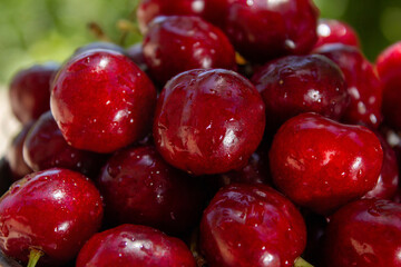 A bunch of red cherries are sitting on a green background. The cherries are wet and shiny, and they are arranged in a pile. Concept of freshness and abundance, as the cherries are ripe