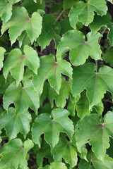 green leaves background