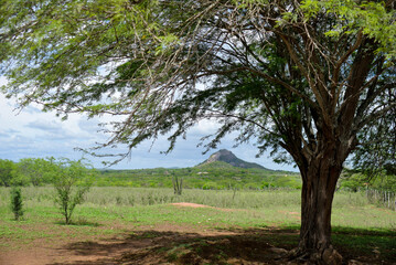 tree in the field, view of the mountains, landscape with sky, landscape with trees and clouds, rural landscape, caatinga landscape, northeastern Brazil, Pedra da Boca, landscape with mountains