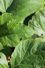 green leaves in the garden