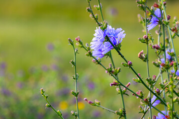 Purple wildflowers on a blurry background on a sunny June day in the countryside.