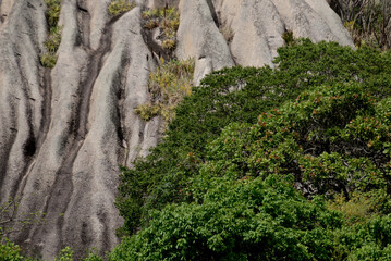 branches on stone, backgrounds and textures
