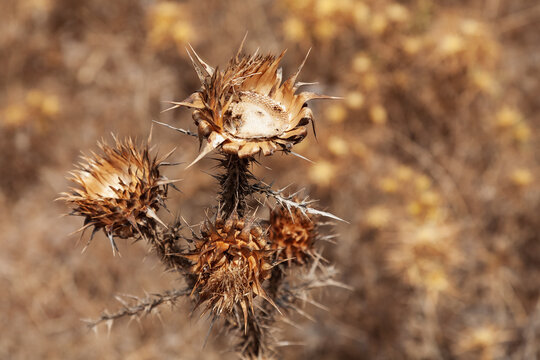 Withered blessed thistle Silybum marianum, Falassarna, Crete, Greece