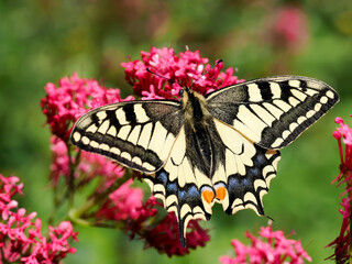 Close-up old world swallowtail butterfly (Papilio machaon) seen from above and gathering nectar on valerian flowers. It is the type species of the genus Papilio 