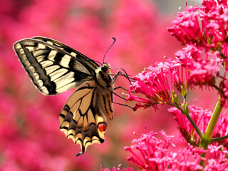 Close-up old world swallowtail butterfly (Papilio machaon) seen from profile and gathering nectar on valerian flowers. It is the type species of the genus Papilio 