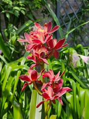 Obraz premium red and white flower