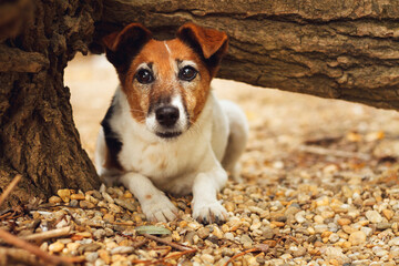 fox terrier dog barking lying under a fallen tree on gravel looking at the camera