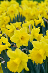 beautiful yellow daffodil Exception © H.A.Colijn