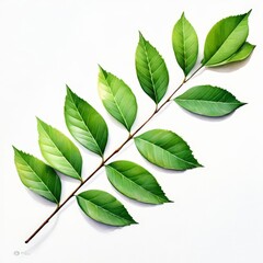 Fototapeta premium A acacia leaf isolated on white background.
