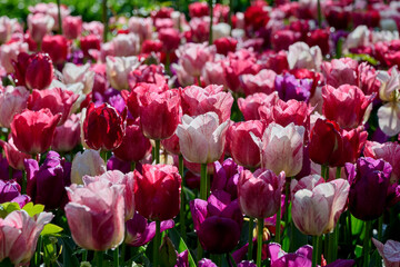 beautiful backlight with white, red and purple tulips with raindrops
