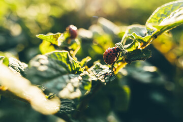 Colorado potato beetle or Leptinotarsa decemlineata larvae eating the foliage of potato plants.