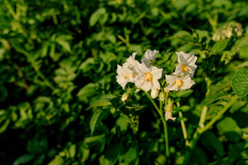 Flowering potato. Potato flowers blossom in sunlight grow in plant