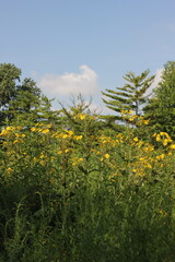 yellow flowers in the garden