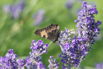 Small tortoiseshell butterfly (Aglais urticae) perched on lavender plant in Zurich, Switzerland