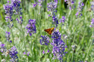 Large Skipper butterfly (Ochlodes sylvanus) perched on lavender plant in Zurich, Switzerland