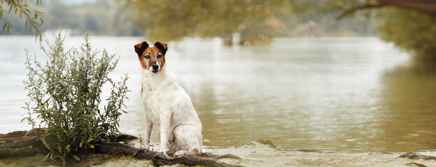 fox terrier dog sitting on a river shore