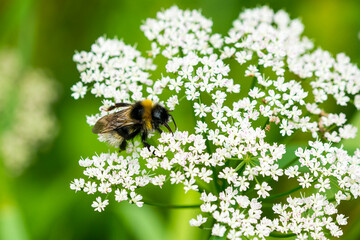 Keusche Kuckuckshummel oder Gefleckte Kuckuckshummel (Bombus vestalis )