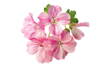 Vibrant close-up of pink geranium flowers with detailed petals and green leaves, perfect for nature and floral themes.