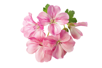 Vibrant close-up of pink geranium flowers with detailed petals and green leaves, perfect for nature and floral themes.