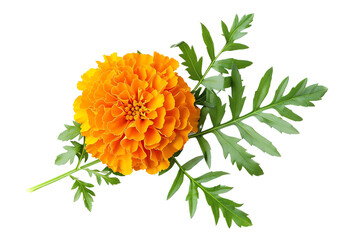 Vibrant marigold flower with green leaves isolated on a white background, showcasing its bright orange petals and detailed foliage.