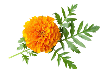 Vibrant marigold flower with green leaves isolated on a white background, showcasing its bright orange petals and detailed foliage.