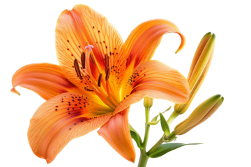 Vibrant close-up of an orange lily in full bloom with buds on a white background, highlighting intricate petals and delicate details.
