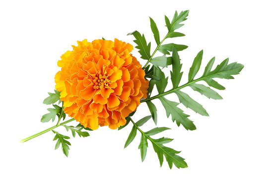 Vibrant marigold flower with green leaves isolated on a white background, showcasing its bright orange petals and detailed foliage.