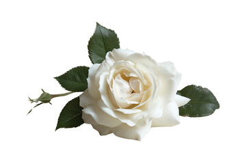 Beautiful white rose with green leaves isolated on a white background. Perfect for romantic, wedding and floral themes.