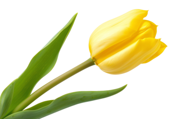 Bright yellow tulip on a white background. Perfect for spring-themed designs, floral decor, and nature projects.
