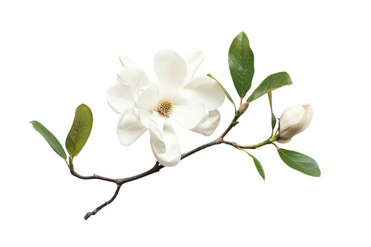Beautiful white magnolia flower on a branch with green leaves isolated on a white background.
