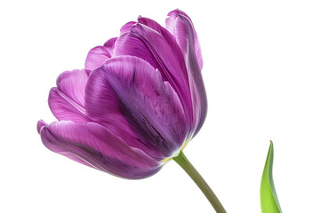 Close-up of a beautiful purple tulip flower with vibrant petals and green stem, isolated on a white background.