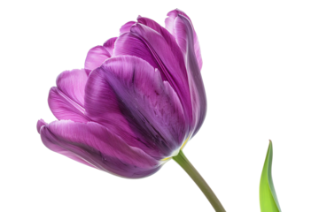 Close-up of a beautiful purple tulip flower with vibrant petals and green stem, isolated on a white background.