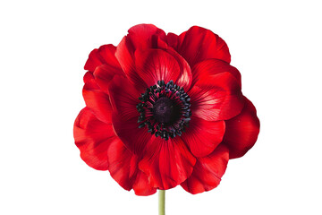 Close-up of a vibrant red anemone flower with intricate petal details isolated on a white background, showcasing the beauty of nature.