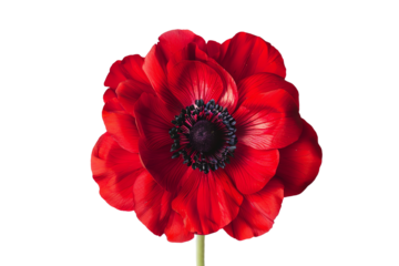Close-up of a vibrant red anemone flower with intricate petal details isolated on a white background, showcasing the beauty of nature.