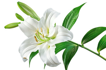 Fototapeta premium Elegant white lily bloom with green foliage in focus, isolated on white background, perfect for floral and botanical themes.